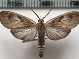  Opharus morosus mâle Schaus, 1892