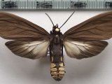 Opharus sp 893 mâle 