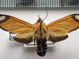  Ormetica contraria   femelle  Walker, 1854                               