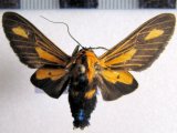    Ormetica gerhilda  mâle         (Schaus, 1933)                    