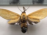  Ormetica latania femelle   (Druce, 1890)