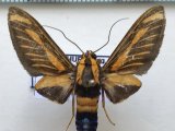  Ormetica sypilus   mâle Cramer, 1777