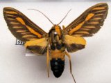 Ormetica sypilus   mâle Cramer, 1777