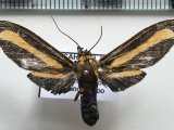  Ormetica underwoodi femelle  (Rothschild, 1909)