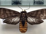    Pachydota rosenbergi  mâle     Rothschild, 1909                           