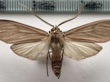   Pelochyta affinis mâle   Rothschild, 1909