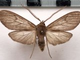     Pelochyta umbrata  mâle  Hampson, 1901