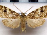  Phaegoptera decrepida  mâle   Herrich-Schäffer 1855                              