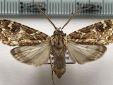  Phaegoptera decrepidoides  mâle  (Rothschild, 1909)