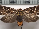  Phaegopterina histrionica  femelle   Herrich-Schäffer, [1853]