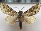 Phaegoptera sp 166 mâle