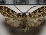  Phaegoptera decrepidoides  mâle  (Rothschild, 1909)