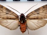      Praeamastus albipuncta mâle  (Hampson, 1901)                           