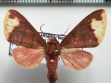  Pseudepimolis incarnata femelle (Hampson, 1901): Vincent & Laguerre, 2013                             