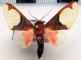   Pseudepimolis incarnata mâle (Hampson, 1901): Vincent & Laguerre, 2013  