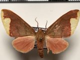  Pseudepimolis incisa femelle  (Rothschild, 1909): Vincent & Laguerre, 2013  