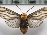  Pseudischnocampa humosa mâle    ( Dognin, 1893 )                