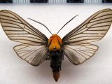 Pseudischnocampa humosa mâle    ( Dognin, 1893 )                