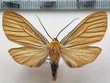  Pseudischnocampa striata mâle   (Dognin, 1893)