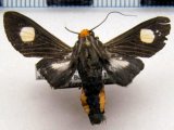  Rhipha albiplaga  mâle   Schaus, 1905                              