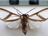  Turuptiana affinis mâle  Rothschild, 1909