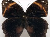  Opoptera aorsa hilaris mâle     Stichel, 1901