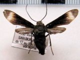  Pompiliodes sp                              