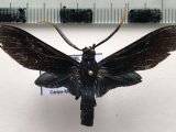   Timalus caeruleus   mâle (Hampson, 1898)