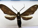   Antichloris eriphia  male Felder                             