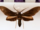 Antichloris eriphia  male Felder