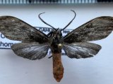 Cercopimorpha homopteroides mâle Hulst, 1900