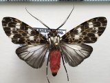 Eucereon tarona  mâle  Hampson 1898
