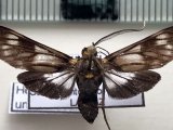 Heliura umbrimacula mâle   (Schaus, 1905)