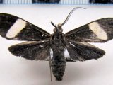 Loxozona lanceolata mâle Walker, 1854                              