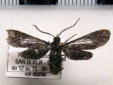 Uranophora leucotelus (Butler, 1876)                               