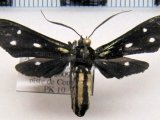  Calonotos aequimaculatus  male Zerny, 1931                              