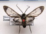  Chrostosoma haematica mâle Perty, 1834)     