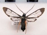   Cosmosoma subflamma mâle    (Walker, 1854)                             