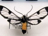 Cosmosoma watsoni  mâle  Rothschild                               