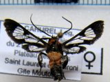  Pheia xanthozona femelle                              