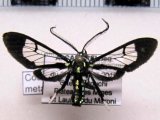   Xanthyda chalcosticta  male (Butler, 1876)                             