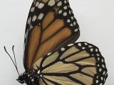  Danaus plexippus mâle    (Linnaeus, 1758) 