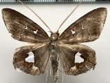 Macrodes cynara  mâle     Cramer, 1775     