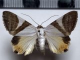  Eulepidotis electa  mâle Dyar, 1914