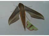   Xylophanes et Geometridae                             