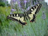   Papilio machaon                             