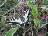   Papilio machaon                             