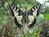  Papilio machaon                              