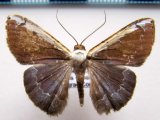   Hemiphricta albicostata      Warren 1906                                                     