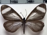  Myrmecophantes albifascia femelle  (Maassen, 1890)